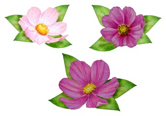 Hand drawn watercolor illustration set of pink flowers with leaves on a white background. Great for spring design and decor, cards, prints
