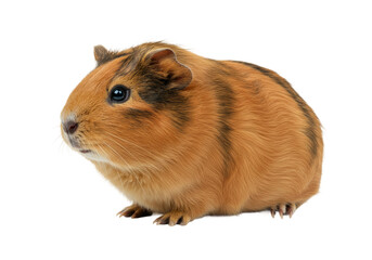 A guinea pig on a transparent background PNG

