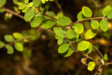 small green leaves in the forest with blurred background