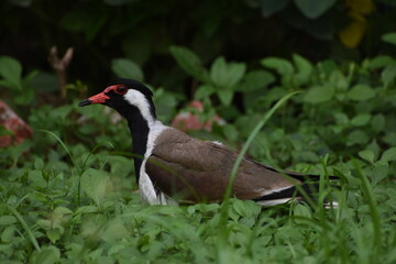 The red-wattled lapwing is an Asian lapwing or large plover, a wader in the family Charadriidae. Like other lapwings they are ground birds that are incapable of perching. 