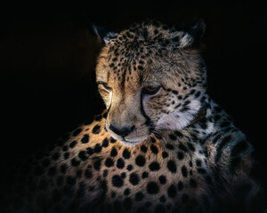 Portrait of a cheetah.