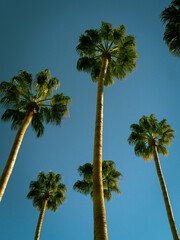 Palm Trees in the Sky