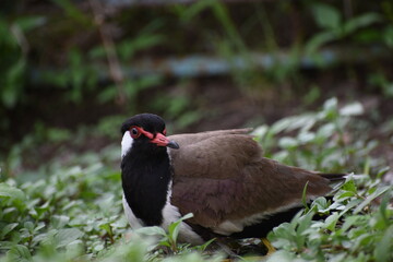 The red-wattled lapwing is an Asian lapwing or large plover, a wader in the family Charadriidae. Like other lapwings they are ground birds that are incapable of perching. 