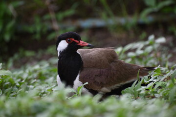 The red-wattled lapwing is an Asian lapwing or large plover, a wader in the family Charadriidae. Like other lapwings they are ground birds that are incapable of perching. 