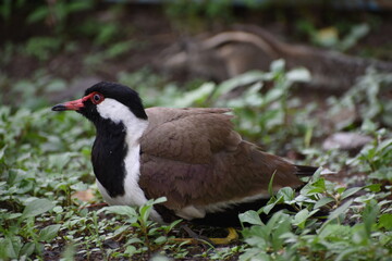 The red-wattled lapwing is an Asian lapwing or large plover, a wader in the family Charadriidae. Like other lapwings they are ground birds that are incapable of perching. 