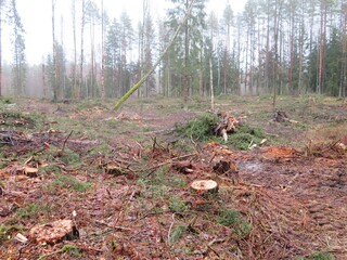 deforestation in the forest with the trunks cut down