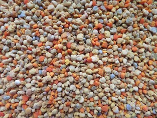 bee pollen up close