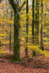 Brown autumn leaves on the floor of a beech forest.