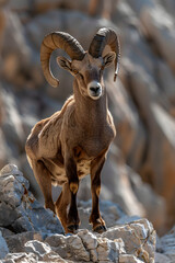 Majestic Ibex Mountain Goat: Epitome of Strength and Survival in Harsh Mountainous Terrain