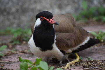 The red-wattled lapwing is an Asian lapwing or large plover, a wader in the family Charadriidae. Like other lapwings they are ground birds that are incapable of perching. 