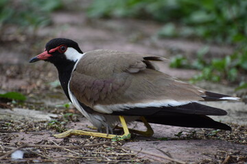 The red-wattled lapwing is an Asian lapwing or large plover, a wader in the family Charadriidae. Like other lapwings they are ground birds that are incapable of perching. 