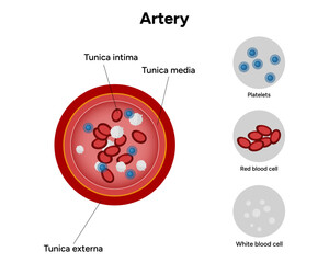Red blood cell platelets white blood cell artery anatomy