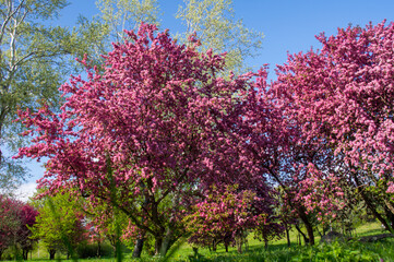 tree in bloom
