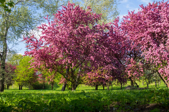 blooming tree in the park