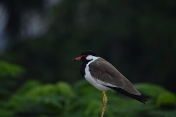 The red-wattled lapwing is an Asian lapwing or large plover, a wader in the family Charadriidae. Like other lapwings they are ground birds that are incapable of perching. 