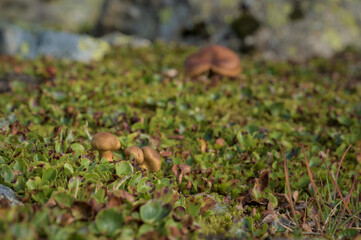 This photo showcases a close-up view of small mushrooms growing.