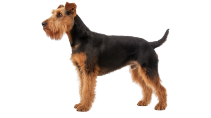 airedale dog isolated on white background , transparent
