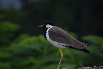 The red-wattled lapwing is an Asian lapwing or large plover, a wader in the family Charadriidae. Like other lapwings they are ground birds that are incapable of perching. 