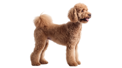 standing standard poodle dog isolated on white background , transparent