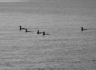 Seabirds in the sea, swimming