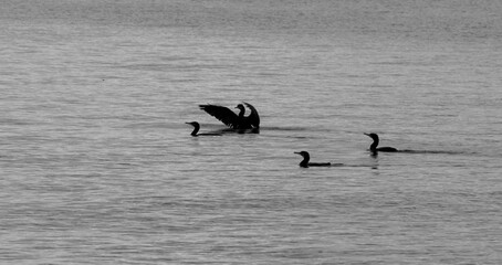 Seabirds in the sea, swimming
