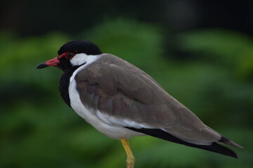 Naklejka premium The red-wattled lapwing is an Asian lapwing or large plover, a wader in the family Charadriidae. Like other lapwings they are ground birds that are incapable of perching. 