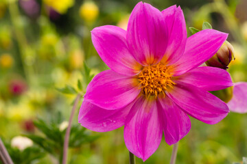 Obraz premium flowers in the garden