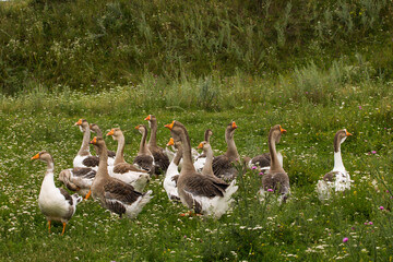 group of geese, geese, geese on the meadow
