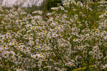 Fototapeta premium flowers in the garden