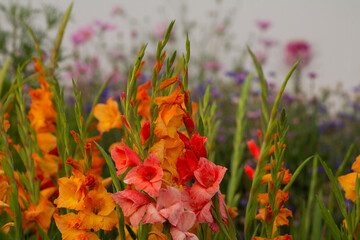 flowers in the garden, gladioli