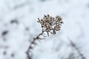 Close-up of the snowy dry plant in winter