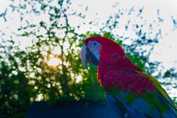 Vivid Majesty
