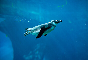 Fototapeta premium Gentoo penguin swims in marine life under ocean water.Penguin swims and dives into water. Subantarctic penguin.Water bubbles behind the penguin. Close up. 