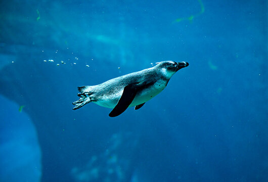 Gentoo penguin swims in marine life under ocean water.Penguin swims and dives into water. Subantarctic penguin.Water bubbles behind the penguin. Close up. 