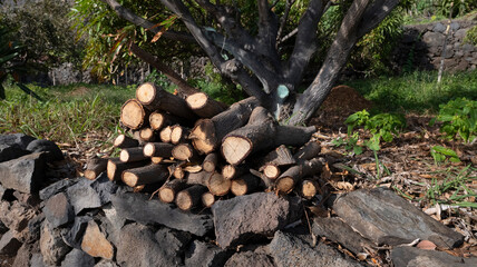 A neatly stacked pile of firewood on a stone base in an outdoor setting, surrounded by trees and greenery under natural sunlight.