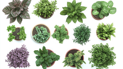 Set Of Various Potted House Plants. Top Plan View. Isolated Template For Interior Scene