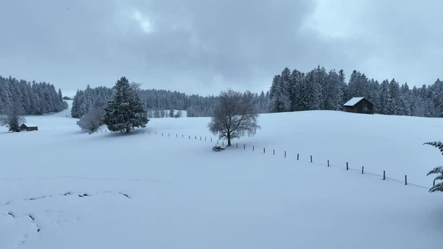 flight over a snowy spruce and fir forest landscape in the alpine landscape of the Bregenz Forest in  Vorarlberg next to Sulzberg, Austria