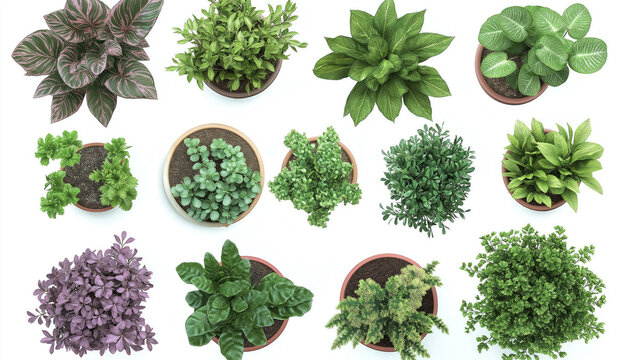 Set Of Various Potted House Plants. Top Plan View. Isolated Template For Interior Scene