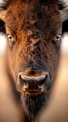 Fototapeta premium A close up of a bison's face looking at the camera