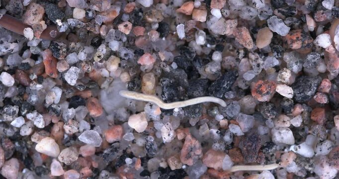 Colony of different Nemertea worms: Amphiporus lactifloreus, Lineus ruber, Lineus viridis. Predators, visible as they burrow into sandy silt and move in it. White Sea