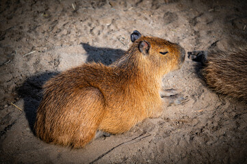 San Diego Zoo greater capybara