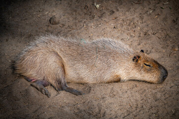 San Diego Zoo greater capybara