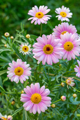 Argyranthemum frutescens madeira crested ivory. Also known as Marguerite Daisy flower.