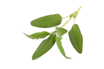 Obraz premium Salvia Officinalis (Green sage tea) on the white background