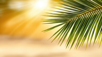 A close up of a palm tree leaf on a beach