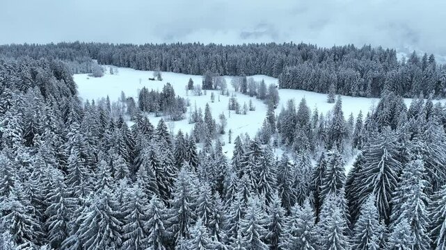flight over a snowy spruce and fir forest landscape in the alpine landscape of the Bregenz Forest in  Vorarlberg next to Sulzberg, Austria