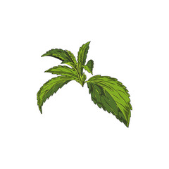 Stevia plant leaves branch sketch, vector hand drawn natural organic sweetener sugar substitute, medicinal green herb