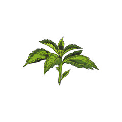 Twig with green stevia leaves. Sketch style.