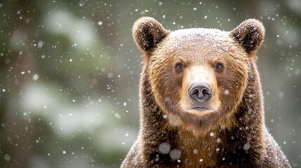 Obraz premium A brown bear standing in the snow looking at the camera