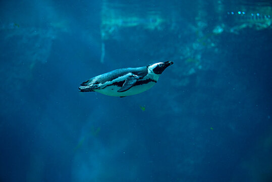 African penguins swimming in sea. High quality photo